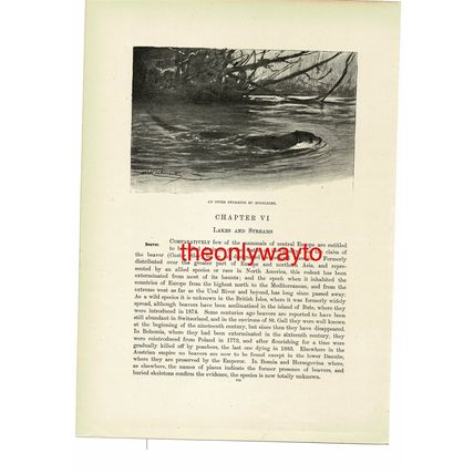 Otter Swimming By Moonlight, Animal Book Illustration (Print), c1916