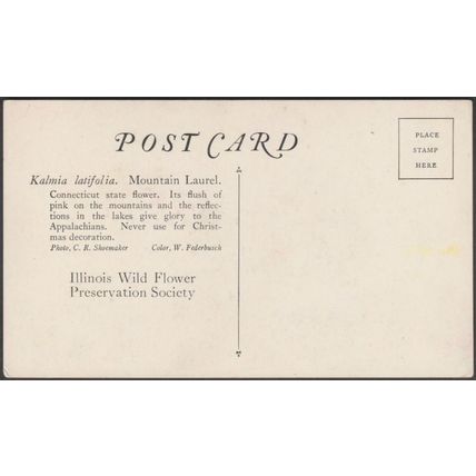 Mountain Laurel, Kalmia Latifolia, c.1940s - Illinois Wild Flower PS Postcard