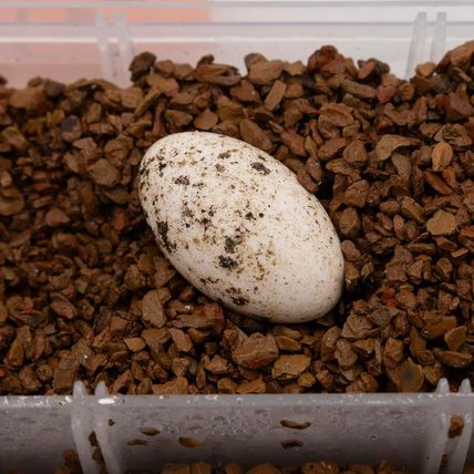 Pangea Hatch Premium Reptile Egg Incubation Substrate (1 Lb) (Package May Vary)