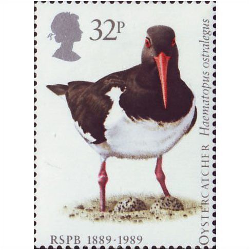 Great Britain 1989 Centenary RSPB 32p Oystercatcher Unmounted Mint NHM SG 1421