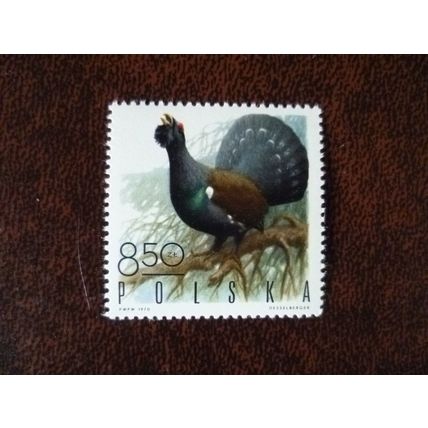 Poland 1970 Game Birds Western Capercaillie mint stamp SG1975