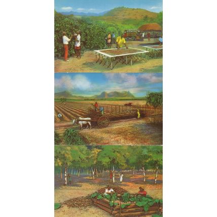 Diorama Cocoa Farmer Farming Africa 3x Postcard s