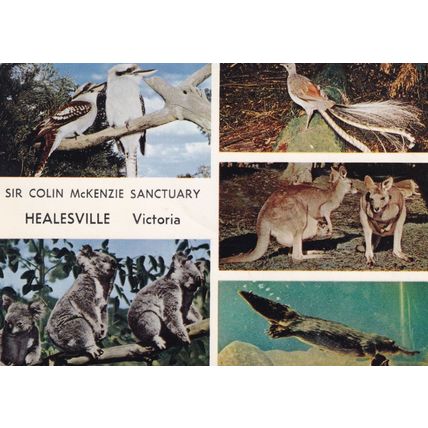 Healesville Victoria Australia Colin MacKenzie Sanctuary Postcard