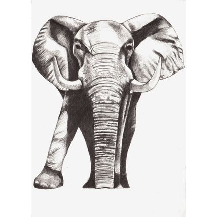 Postcard Elephant, pencil drawing