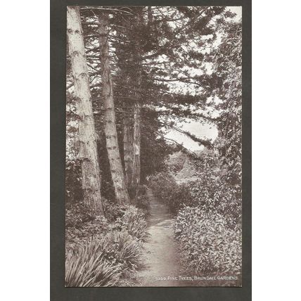 The Pine Trees Brundall Gardens Norfolk J. Salmon. Sepio Series 3369