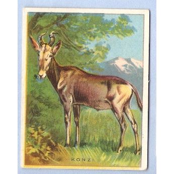 Tobacco Card ~ Company: American Tobacco Company Brand: Hassan Cork Tip Ci~64
