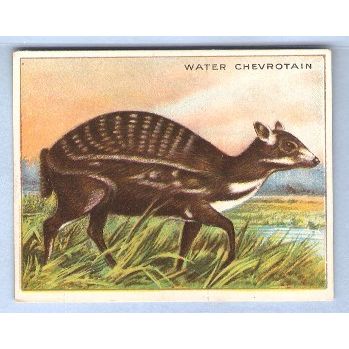 Tobacco Card ~ Company: American Tobacco Company Brand: Hassan Cork Tip Ci~100