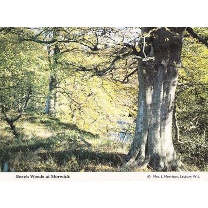 Beech Woods Morwick Northumberland Womens Institute Rare Postcard