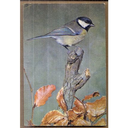 GREAT TIT, BIRD vintage used postcard by J Arthur Dixon W.L. 6352 1966 pm =