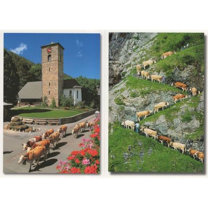 Cows On Parade Mountain Climbing Adelboden Switzerland 2x Postcard s
