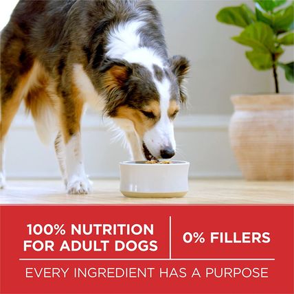 Purina ONE Chicken and Rice Formula Dry Dog Food - 40 Lb. Bag