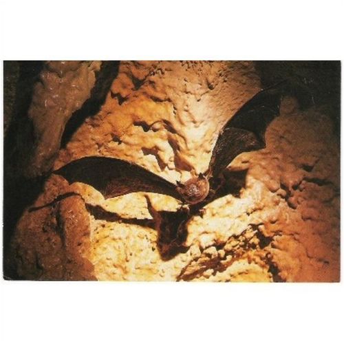 Animal - Parnell's Moustached Bat - Canadian postcard