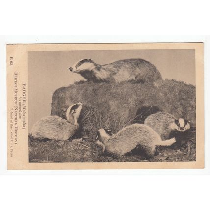 Badgers British Museum Postcard B63