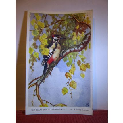 GT. SPOTTED WOODY by Winifred Austen unused postcard by Valentine bird series #