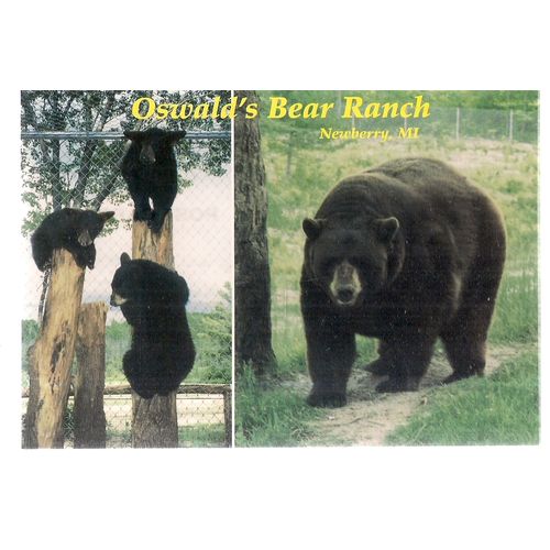 OSWALD'S BEAR RANCH, Newberry, Michigan unused postcard vgc black bears