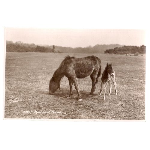 MOORLAND PONIES, unused vintage postcard by Sweetman & Sons