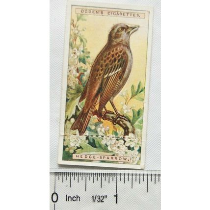 1939 Ogdens British Birds cut-out No. 37 Hedge Sparrow