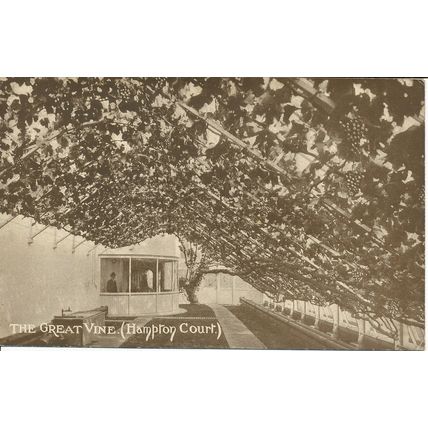 PC20418 The Great Vine. Hampton Court. H. C. 23. 1914