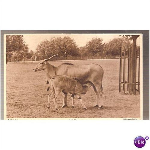 whipsnade park eland 1950s zoological society