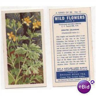 Brooke Bond Tea card WILD FLOWERS series 3 no.15 Greater Celandine