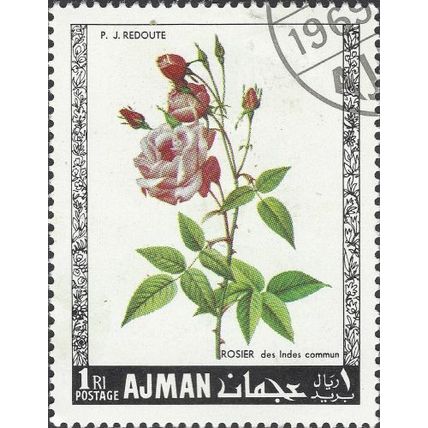 AJMAN, FLOWER, Indian Pink rose, white 1969, 51mm, #2