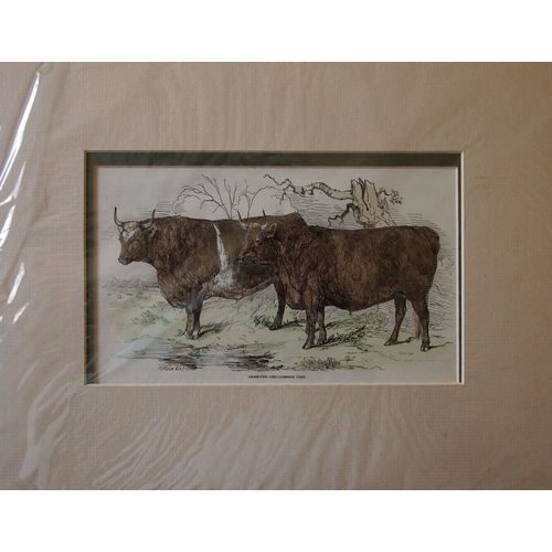 Print 1847 Grass Fed Lincolnshire Oxen by H Weir engraved Smythe hand coloured