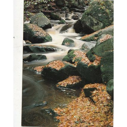 Padley Gorge Derbyshire Postcard unused VGC