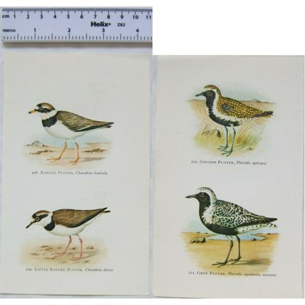 Coloured illustration: Golden Plover, Grey Plover, Ringed Plover, Little Ringed