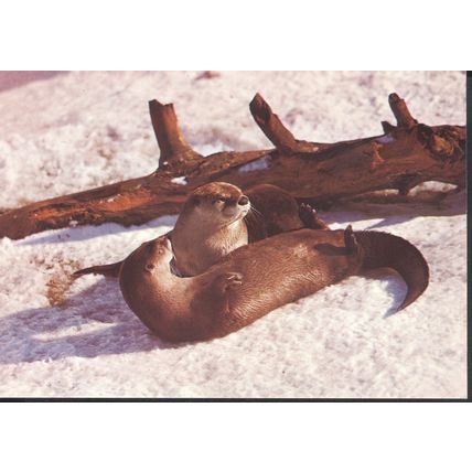 Otters, The Otter Trust, Earsham, Suffolk