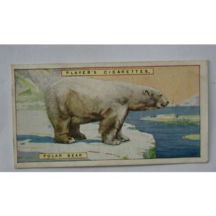 1924 Players Natural History card No. 7 Polar Bear
