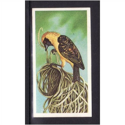Brook Bond INCREDIBLE CREATURES IN THE AIR WEAVER BIRD No 40 Mint