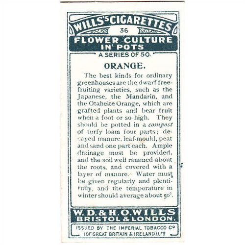 Wills Flower Culture In Pots Card No. 36 Orange