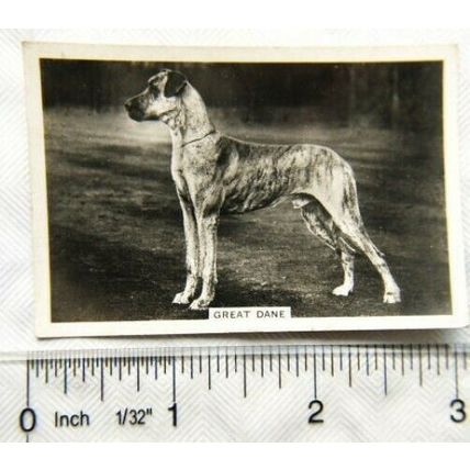 1939 Senior Service Dogs No. 9 Great Dane
