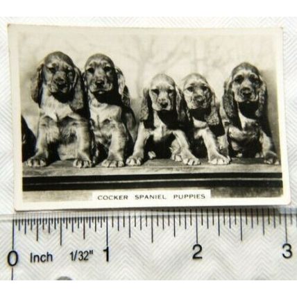 1939 Senior Service Dogs No. 6 Cocker Spaniel Puppies
