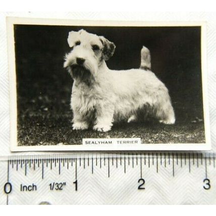 1939 Senior Service Dogs No. 5 Sealyham Terrier