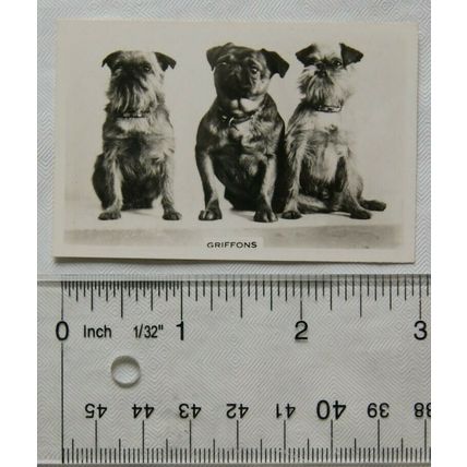1939 Senior Service Dogs No. 7 Griffons