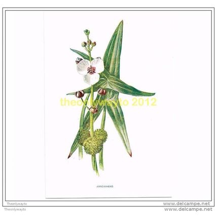 ARROWHEAD, FROM FAMILIAR WILD FLOWERS, c1902, Book Illustration
