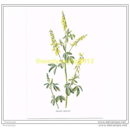 YELLOW MELILOT, FROM FAMILIAR WILD FLOWERS, c1902, Book Illustration