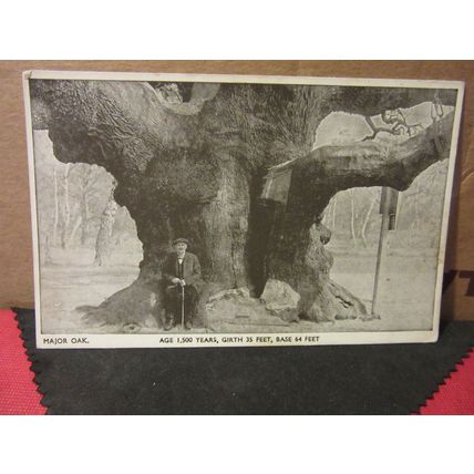 MAJOR OAK, SHERWOOD FOREST, NOTTINGHAM unused postcard =