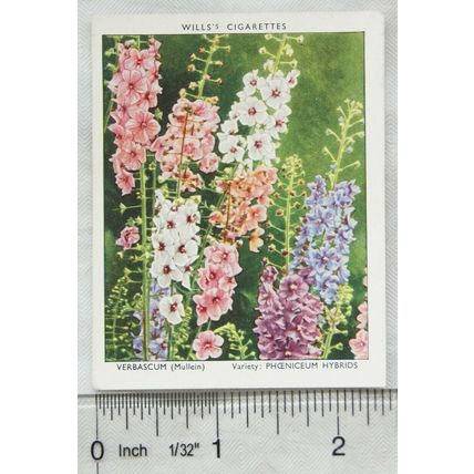 1939 Wills Garden Flowers New Varieties 2nd No. 39 Verbascum