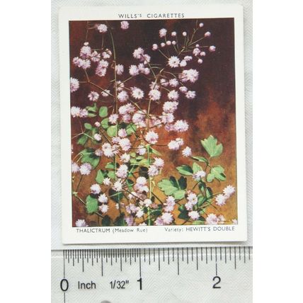1939 Wills Garden Flowers New Varieties 2nd No. 37 Thalictrum