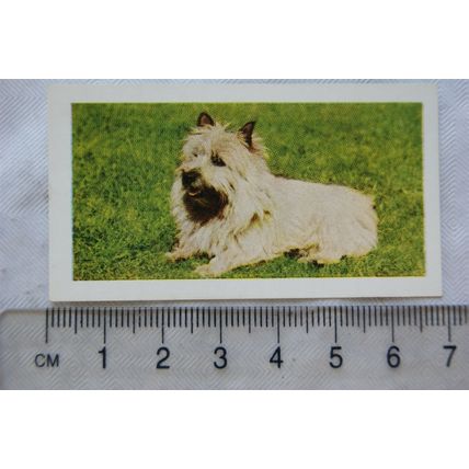 1961 Hornimans Tea Dogs No. 19 Cairn Terrier