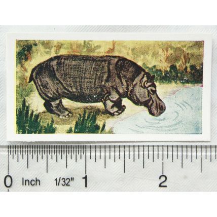Neilson's Interesting Animals card No. 45 Hippoptamus