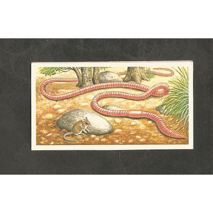 Brooke Bond Incredible Creatures Thick Back Sticker # 1 Giant Earthworm