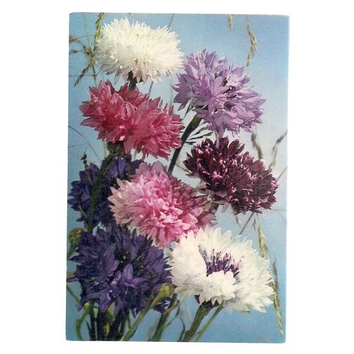 CORNFLOWER flowers unused vintage postcard by J Arthur Dixon P.C. 1146 #