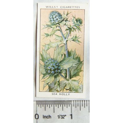 1936 Wills, Wild Flowers No. 37 Sea Holly