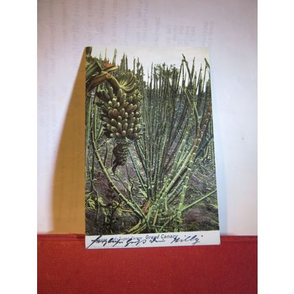 SUGAR CANE, GRAND CANARY, SPAIN used antique postcard =