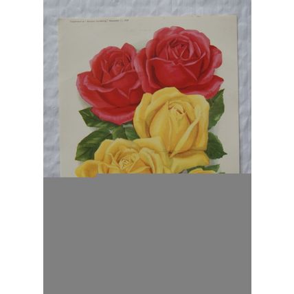 1939 Amateur Gardening illustration - Two Irish Bred Roses
