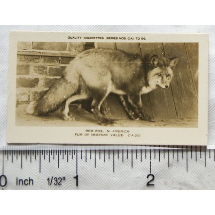 1926 Pattreiouex Real Photos Animals No. CA26 - Red Fox