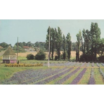 Lavender Corner Heacham Telegraph Poles Norfolk 1970s Postcard